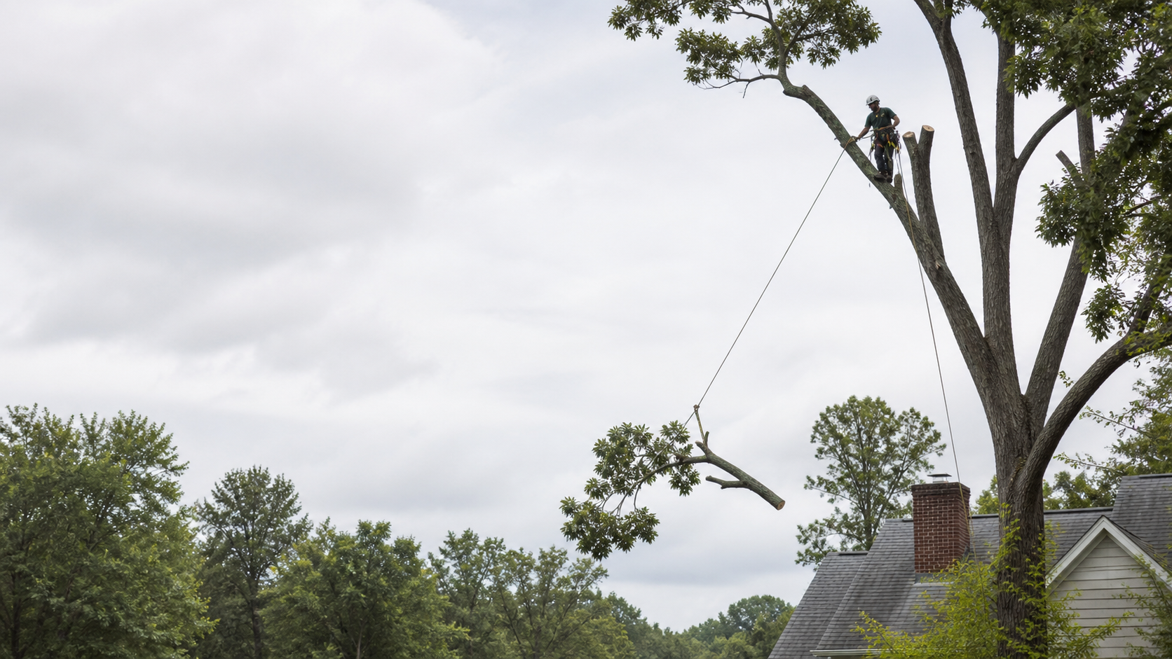 Illustration representing tree removal planning in a residential setting
