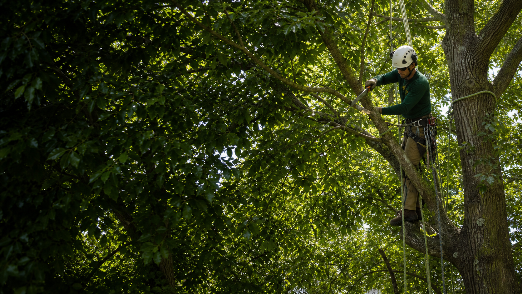 Illustration representing tree trimming & pruning planning in a residential setting